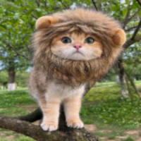 LionCat